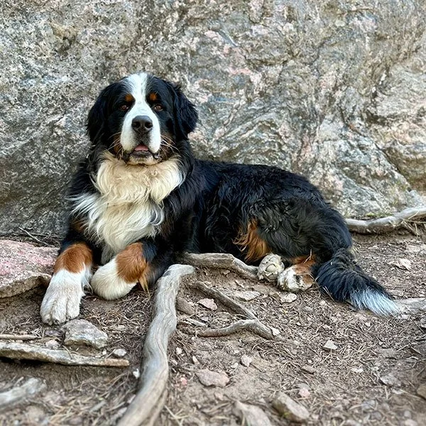 Revelstoke the Bernese Mountain Dog